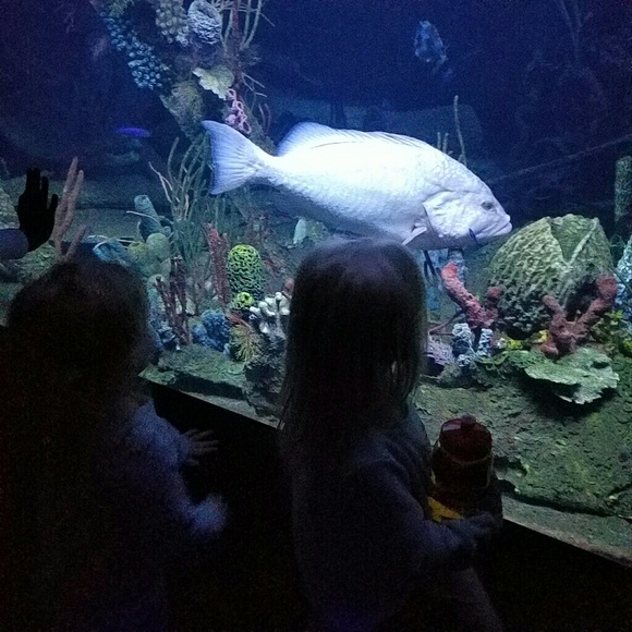 Meet your Posher, Carlee - Picture 1 of 1